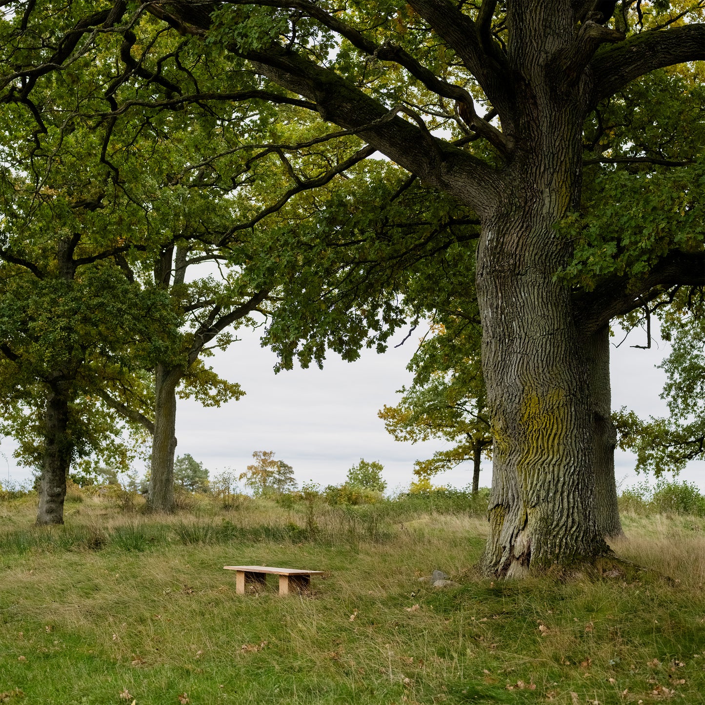 bench